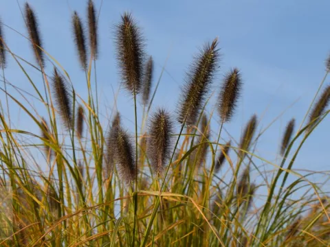 Pennisetum alopec. 'National Arboretum'