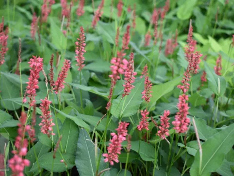 Persicaria amplex. 'Orange Field'