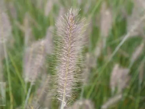Pennisetum alopec. 'Reborn'
