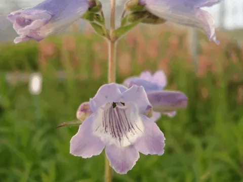 Penstemon 'Sour Grapes'