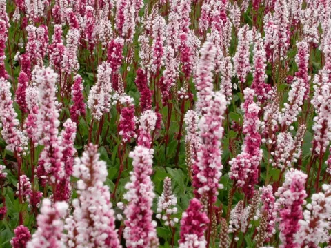 Persicaria affinis 'Superba' ('Dimitry')