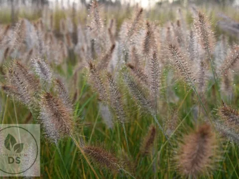 Pennisetum alopec. f. viridescens
