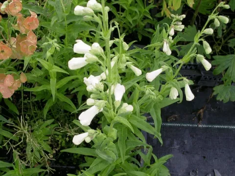 Penstemon 'White Bedder'