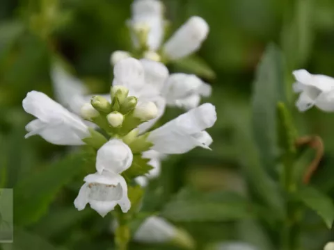 Physostegia virg. 'Alba'