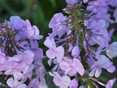 Phlox (M) 'Alpha'