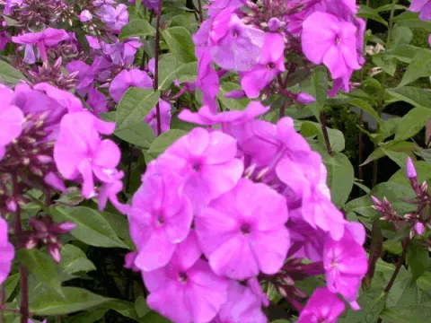 Phlox (P) 'Amethyst'