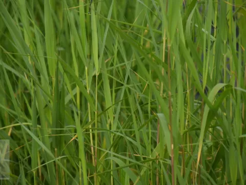 Phragmites australis(communis)-riet