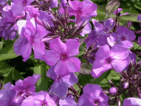 Phlox (P) 'Blue Paradise'