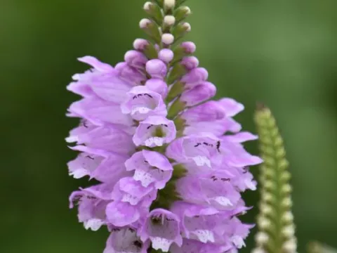 Physostegia virg. 'Bouquet Rose'