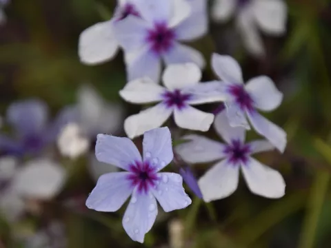 Phlox divar. 'Chattahoochee'