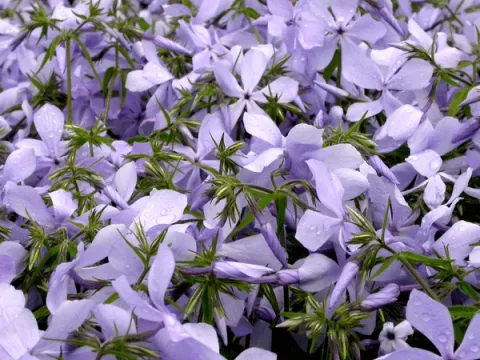 Phlox divar. 'Clouds of Perfume'