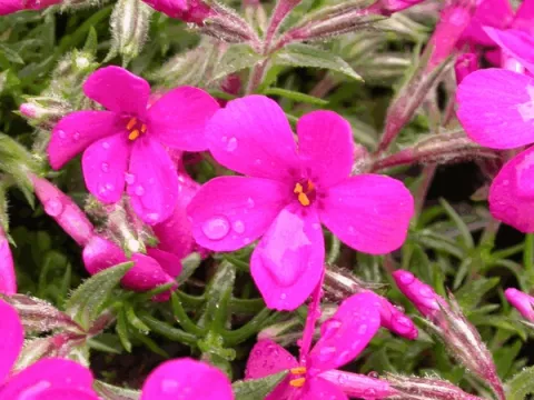 Phlox (D) 'Crackerjack'