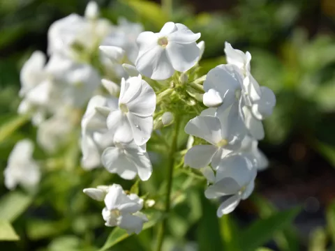 Phlox (P) 'David'