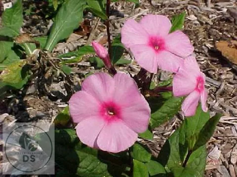 Phlox (P) 'Eva Cullum'