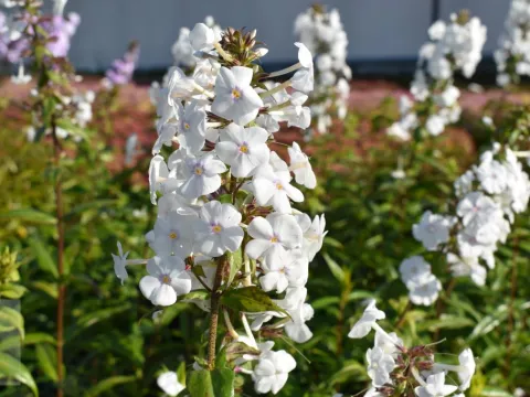 Phlox (M) 'Omega'