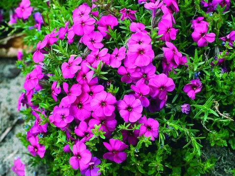 Phlox (D) 'Red Admiral'