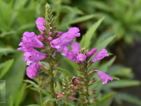 Physostegia virg. 'Vivid'