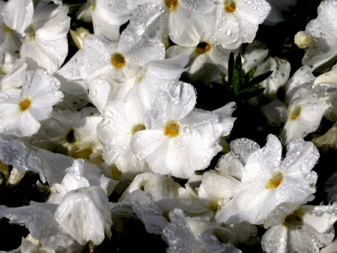 Phlox (D) 'White Admiral'