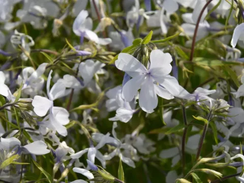 Phlox divar. 'White Perfume'