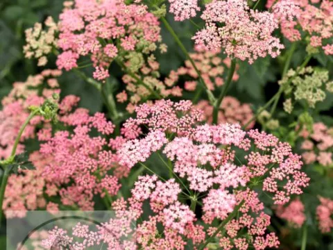Pimpinella major 'Rosea'