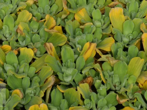 Pistia stratiotes