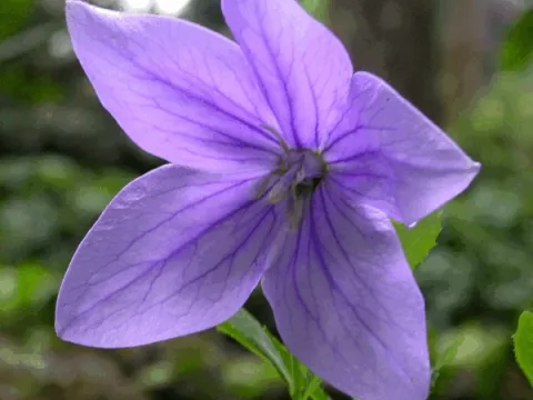 Platycodon grand. 'Fuji Blue'