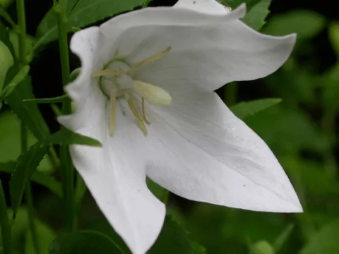 Platycodon grand. 'Fuji White'