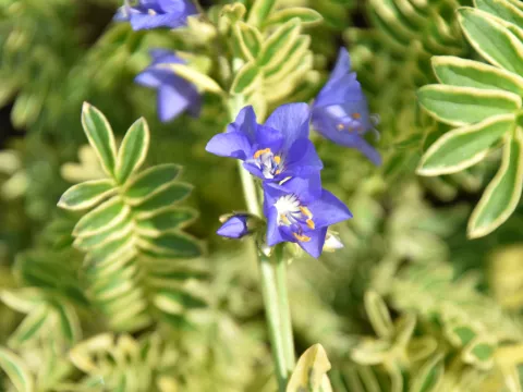 Polemonium caer. 'Brise d'Anjou' ('Blanjou')