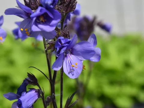 Polemonium yezoense 'Bressingham Purple' ('Polbres