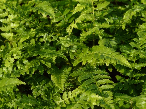 Polystichum braunii