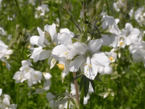 Polemonium caer. 'Album'