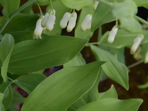 Polygonatum commutatum (=biflorum)