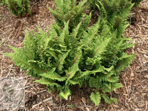 Polystichum set. 'Congestum'