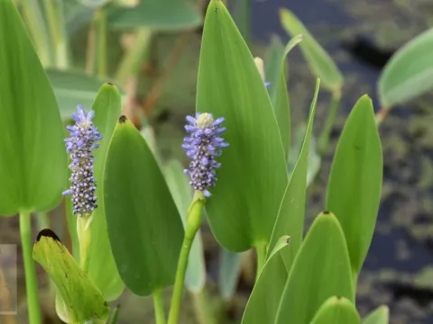 Pontederia cordata