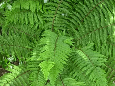Polystichum set. 'Dahlem'