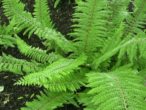 Polystichum set. 'Herrenhausen'