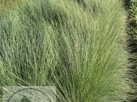 Poa labillardieri
