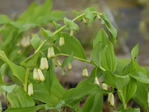 Polygonatum multiflorum