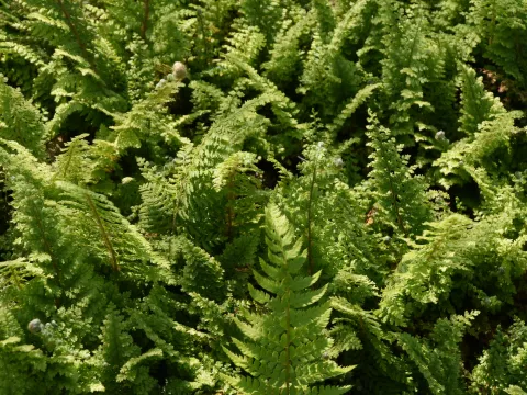 Polystichum set. 'Plumosum Densum'