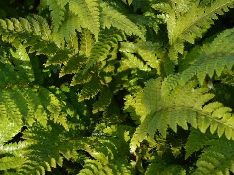 Polystichum polyblepharum