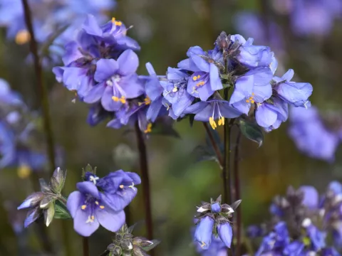 Polemonium 'Purple Rain'