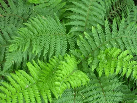 Polystichum set. 'Proliferum'