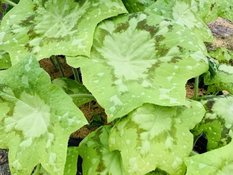 Podophyllum 'Spotty Dotty'