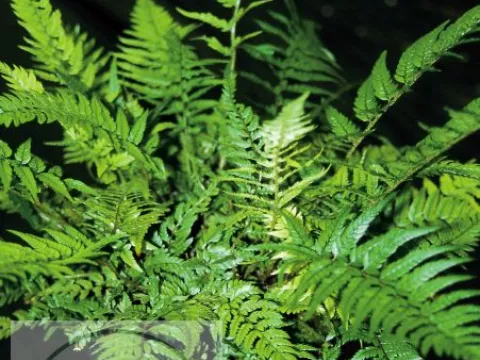 Polystichum tsus-simense