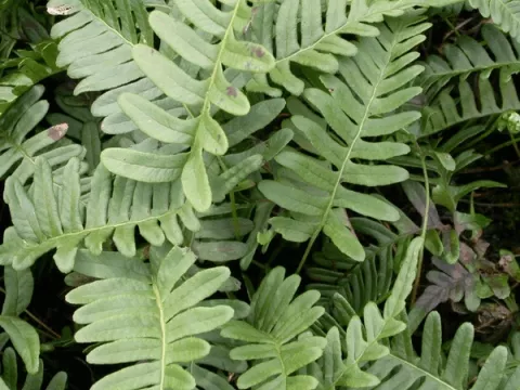 Polypodium vulgare