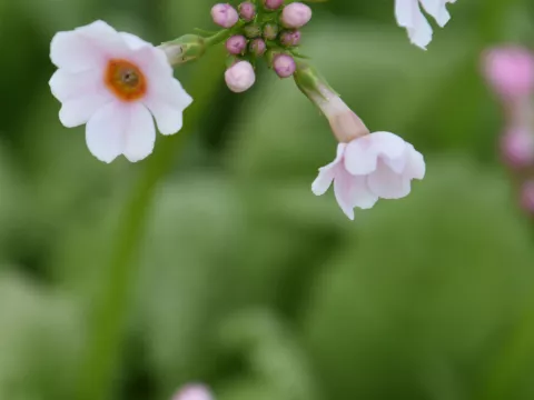 Primula japonica 'Apple Blossom'