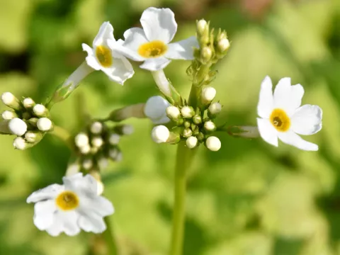 Primula japonica 'Alba'