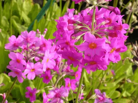 Primula beesiana