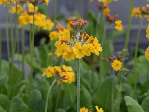 Primula bulleyana