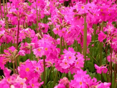 Primula rosea 'Grandiflora'